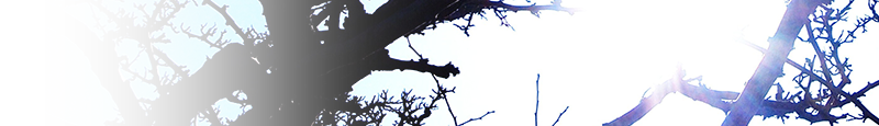 Culture Title Banner